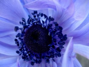 Shades of Blue - Photo by ananyah.COM