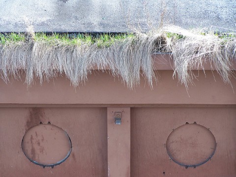 Grass growing in the gutters - Photo by Weston Renoud