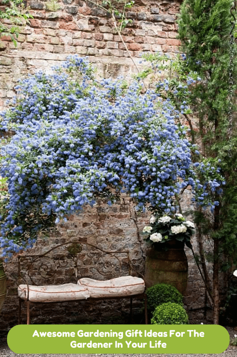 Awesome Gardening Gift Ideas For The Gardener In Your Life - Garden Bench and Plants