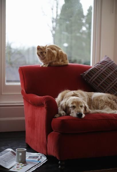 Home Alone? 4 Great Ways To Help You Relax And Ease Your Worries - Companion Cat & Dog