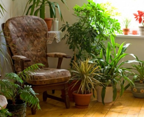 Environmentally Friendly Interior Design Hints And Tricks - Air Purifying House Plants