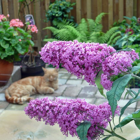 Making the Most of a Small Garden Space