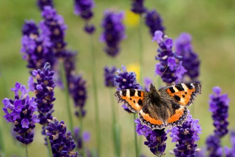 5 Ways To Create A Relaxing Garden - Lavender & Butterfly