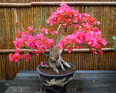 5 Ways To Create A Relaxing Garden - Bamboo Fencing & Pink Bonsai Tree