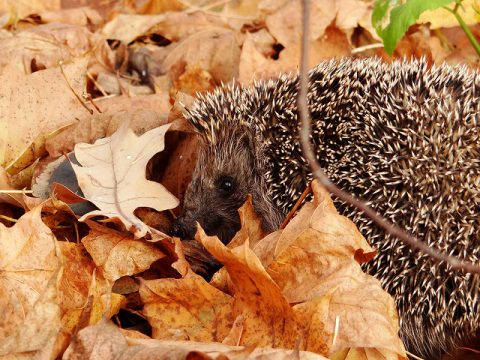 Prepare Your Garden For Winter – Take Advantage Of Autumn - Hedgehog In Autumn Leaves - Image By Dration Flickr