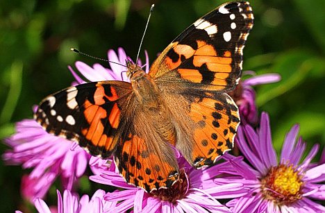 Keeping Your Garden Lush And Green in 2016 - Image From DailyMail.co.uk - Butterfly