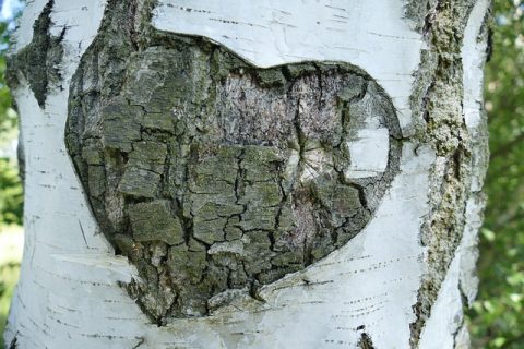 It's Not Easy Being Green: Solutions For The Eco-Friendly Novice - Heart In Tree