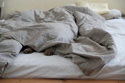 4 Tips For insulating Solid Walls In Your Home - Pets Snug Under The Duvet