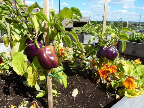 Vegetable roof garden - Photo by  New Brunswick Tourism | Tourisme Nouveau-Brunswick