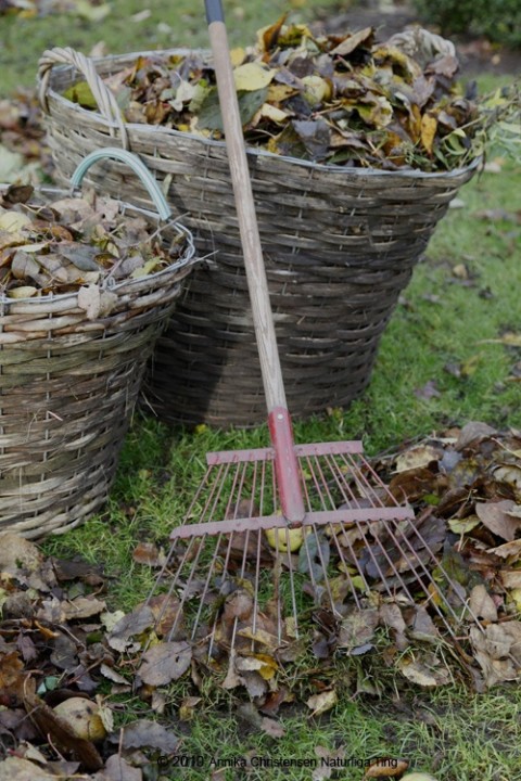 Collecting leaves