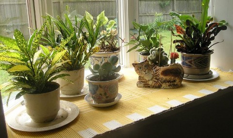 Plant-pots by the window - Photo by Gail Frederick