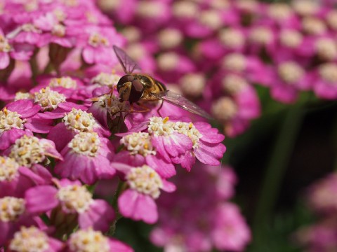 Wildlife friendly - bee - photo by Kimb0lene