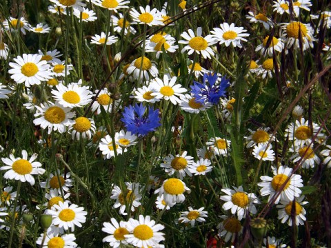 Wild flowers - photo by just1snap