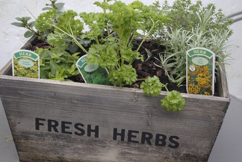 Herb Box - by Dave Bleasdale