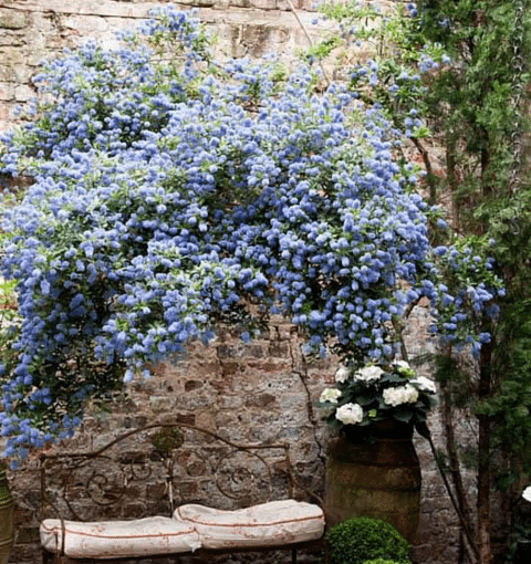 Awesome Gardening Gift Ideas For The Gardener In Your Life - Garden Bench and Plants