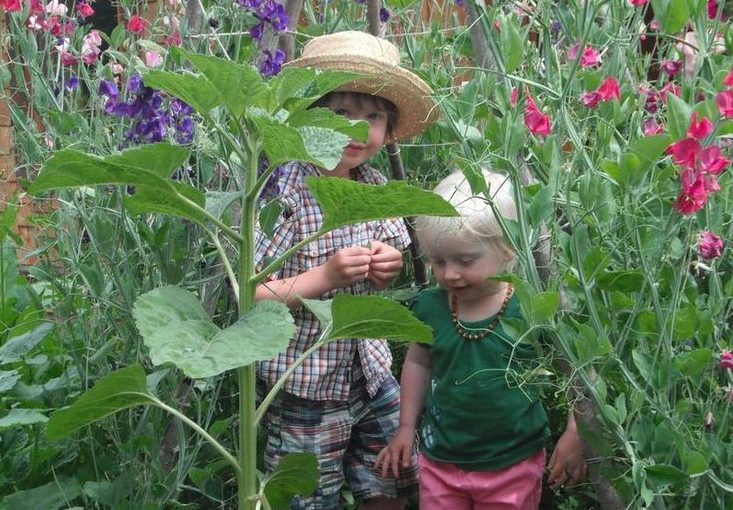 Tips for Creating a Family Garden