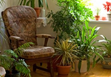 Environmentally Friendly Interior Design Hints And Tricks - Air Purifying House Plants