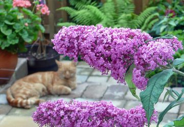 Making the Most of a Small Garden Space