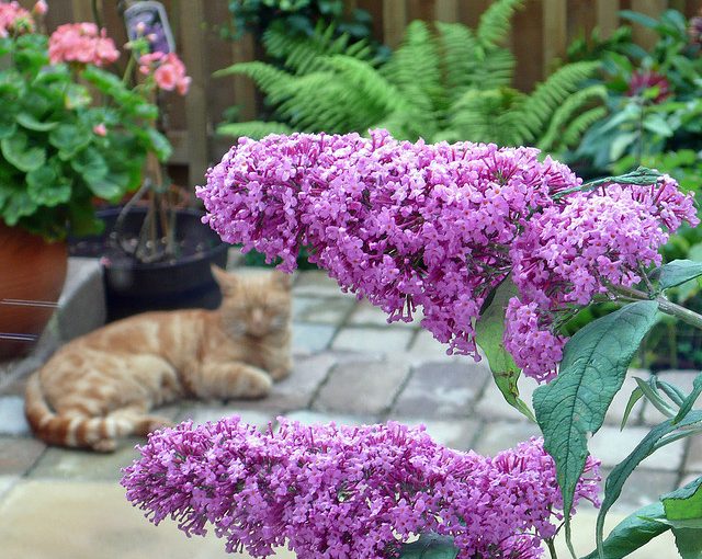 Making the Most of a Small Garden Space