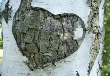 It's Not Easy Being Green: Solutions For The Eco-Friendly Novice - Heart In Tree