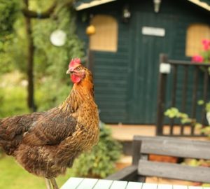 Things To Consider When Designing A Garden Shed