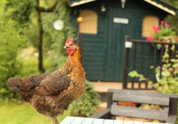 Things To Consider When Designing A Garden Shed