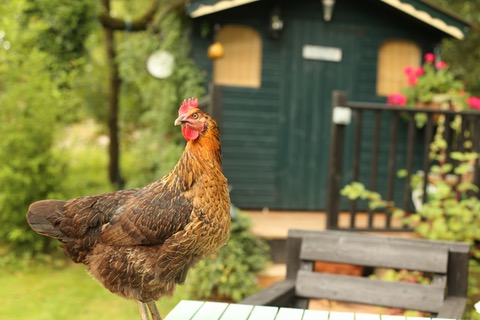 Things To Consider When Designing A Garden Shed