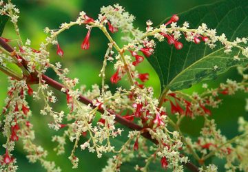 Trying to Get Rid of Japanese Knotweed Will Tie You Up in Knots