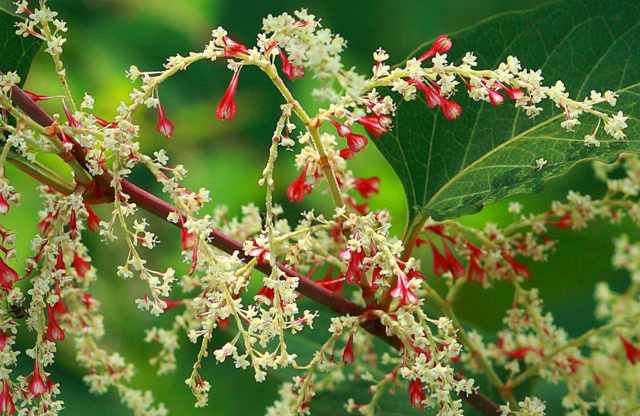 Trying to Get Rid of Japanese Knotweed Will Tie You Up in Knots