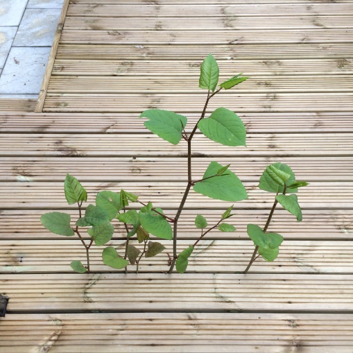 Trying to Get Rid of Japanese Knotweed Will Tie You Up in Knots