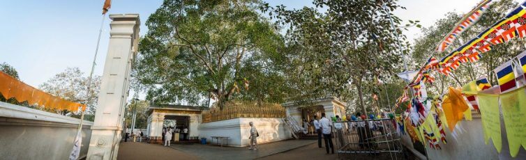 Sri Maha Bodhi Tree