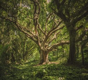 Oldest Living Trees