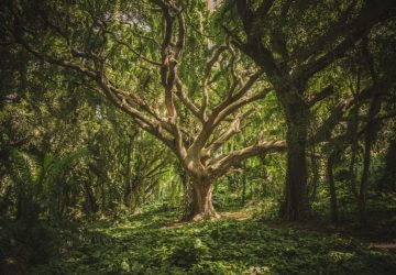 Oldest Living Trees
