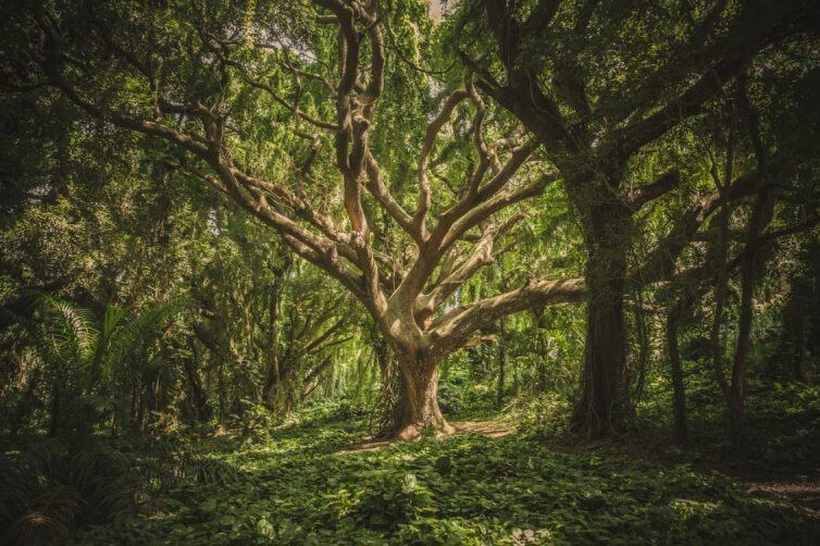 Oldest Living Trees