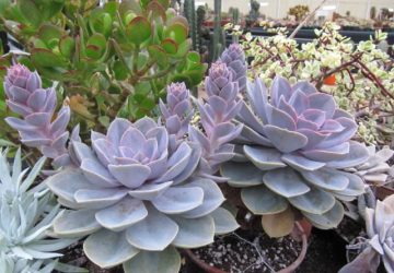 Echeveria 'Perle Von Nürnberg'