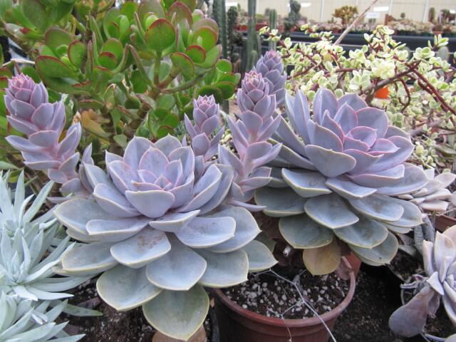 Echeveria 'Perle Von Nürnberg'