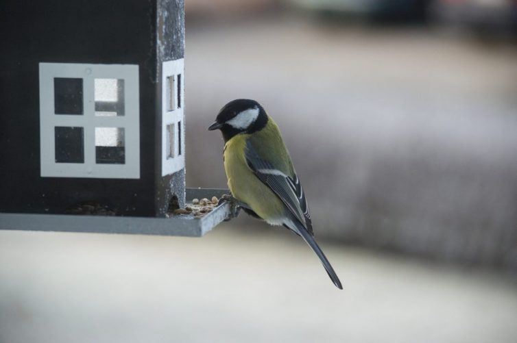 Creating A Wildlife Friendly Garden - Blue tit 