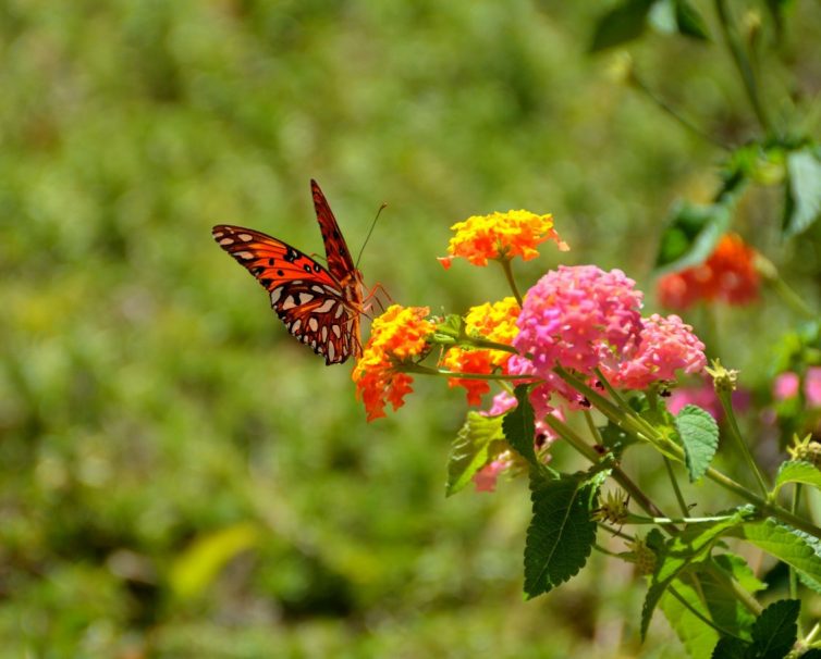 Creating A Wildlife Friendly Garden - Butterfly