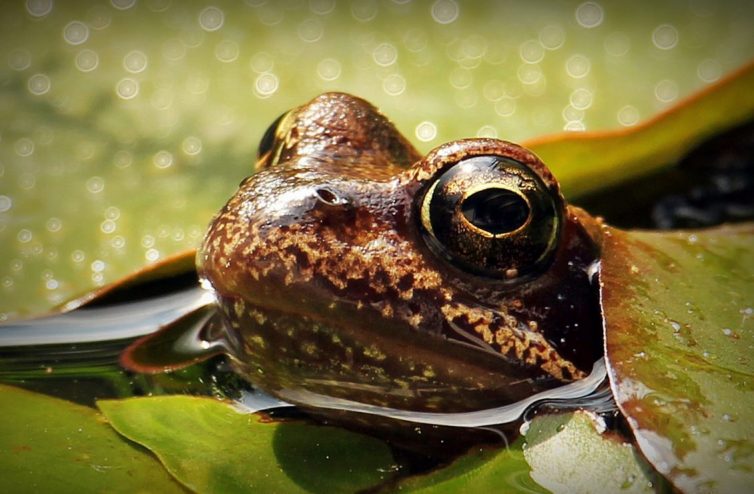 Creating A Wildlife Friendly Garden - Frog
