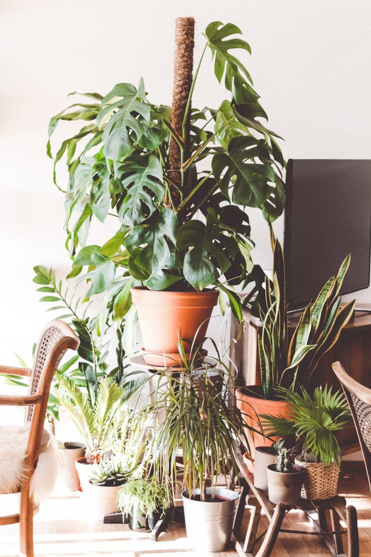 The Best Low Maintenance Houseplants - Easy Care Plants That You (Probably) Won’t Kill - Snake Plant - Split Leaf Philodendron