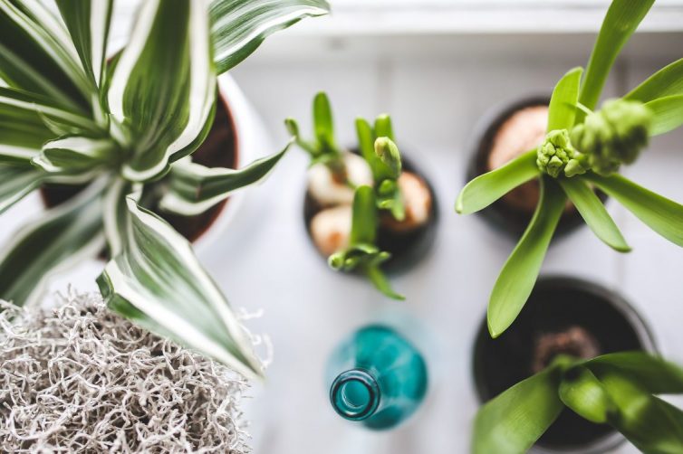 The Best Low Maintenance Houseplants - Easy Care Plants That You (Probably) Won’t Kill - Snake Plant - Split Leaf Philodendron