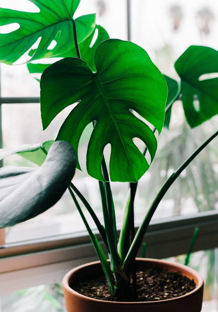 The Best Low Maintenance Houseplants - Easy Care Plants That You (Probably) Won’t Kill - Snake Plant - Split Leaf Philodendron