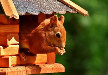 Creating A Wildlife Friendly Garden - Squirrel