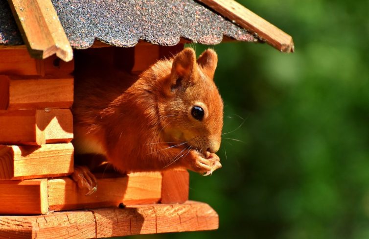 Creating A Wildlife Friendly Garden - Squirrel