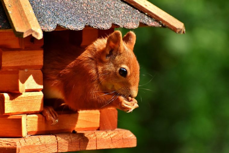 Creating A Wildlife Friendly Garden - Squirrel