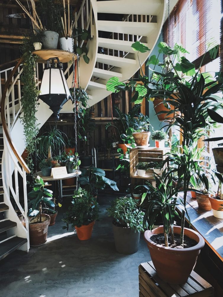 The Best Low Maintenance Houseplants - Easy Care Plants That You (Probably) Won’t Kill