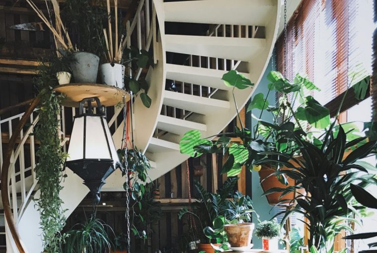 The Best Low Maintenance Houseplants - Easy Care Plants That You (Probably) Won’t Kill