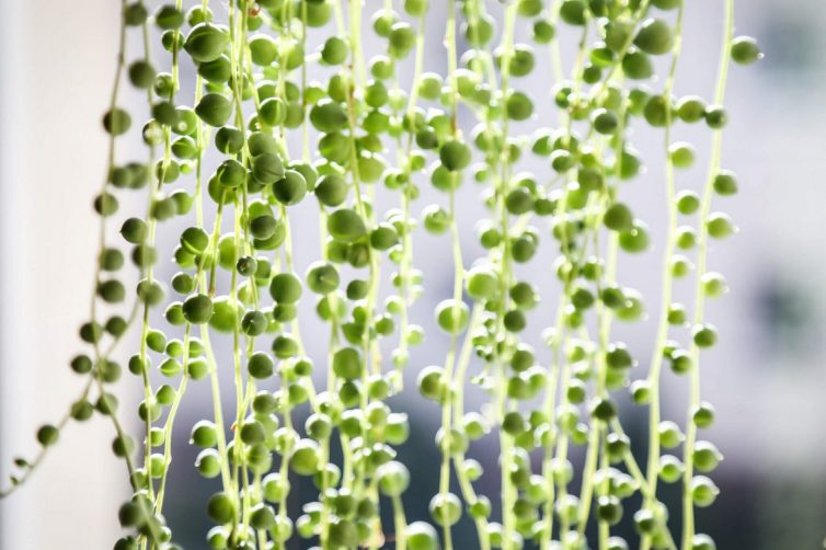 Senecio Rowleyanu – String of Pearls