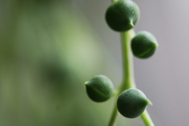 Senecio Rowleyanu – String of Pearls