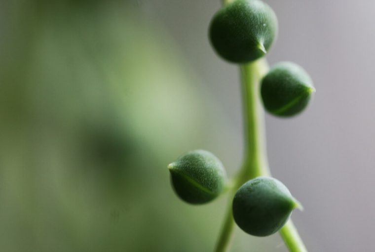 Senecio Rowleyanu – String of Pearls